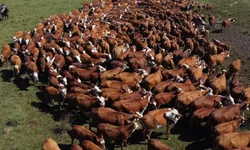 Mais de 1,7 mil animais foram comercializados em 2024