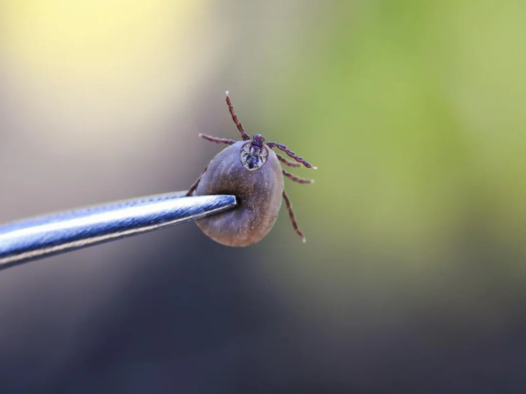 Embrapa abre inscrições para curso sobre combate ao carrapato bovino
