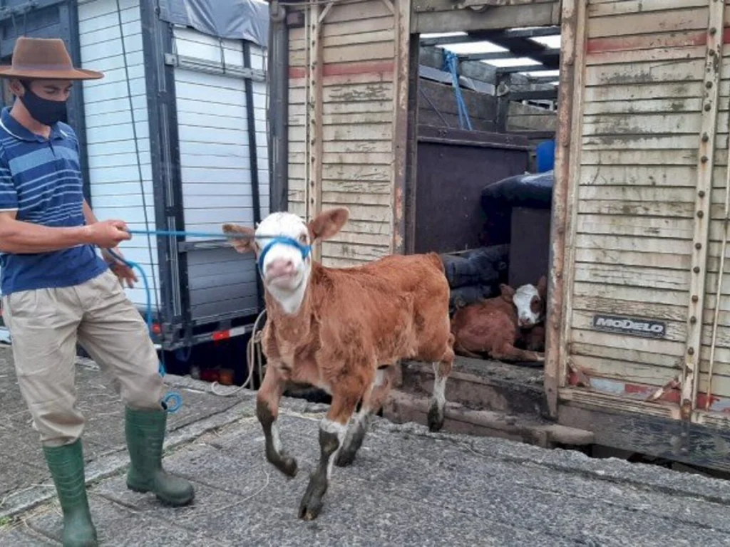 Parque Assis Brasil abre as porteiras para as estrelas