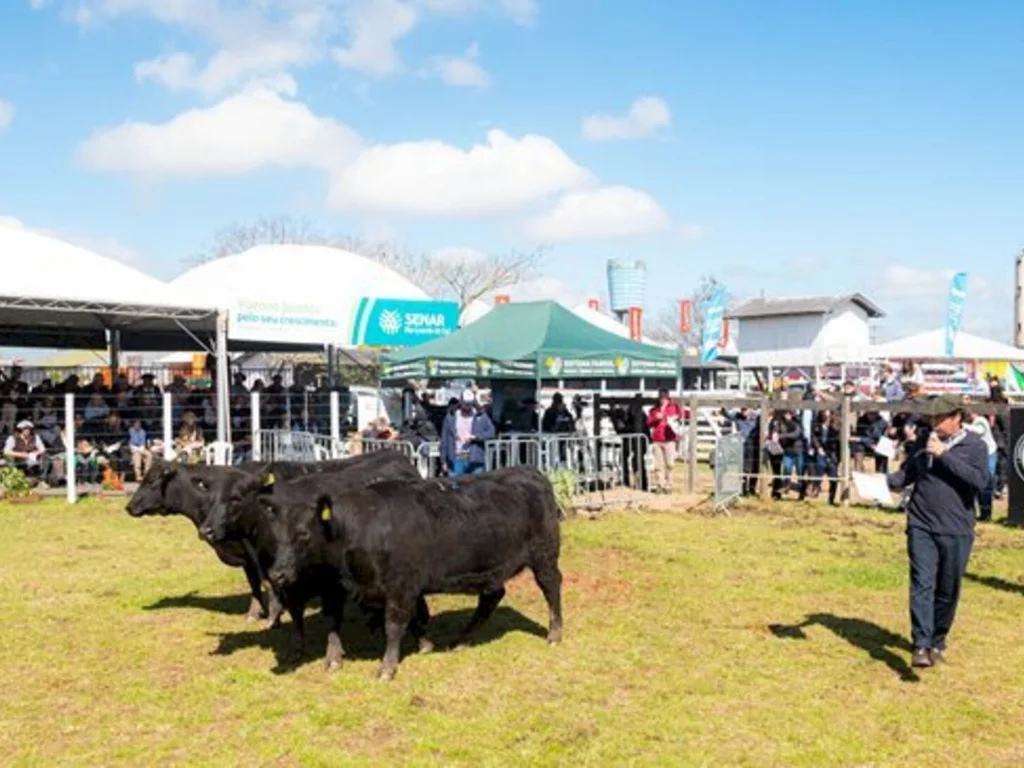 Recalada e Tradição levam grandes prêmios Angus rústicos