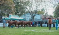 ANC abre inscrições de exemplares para a Expointer 2022