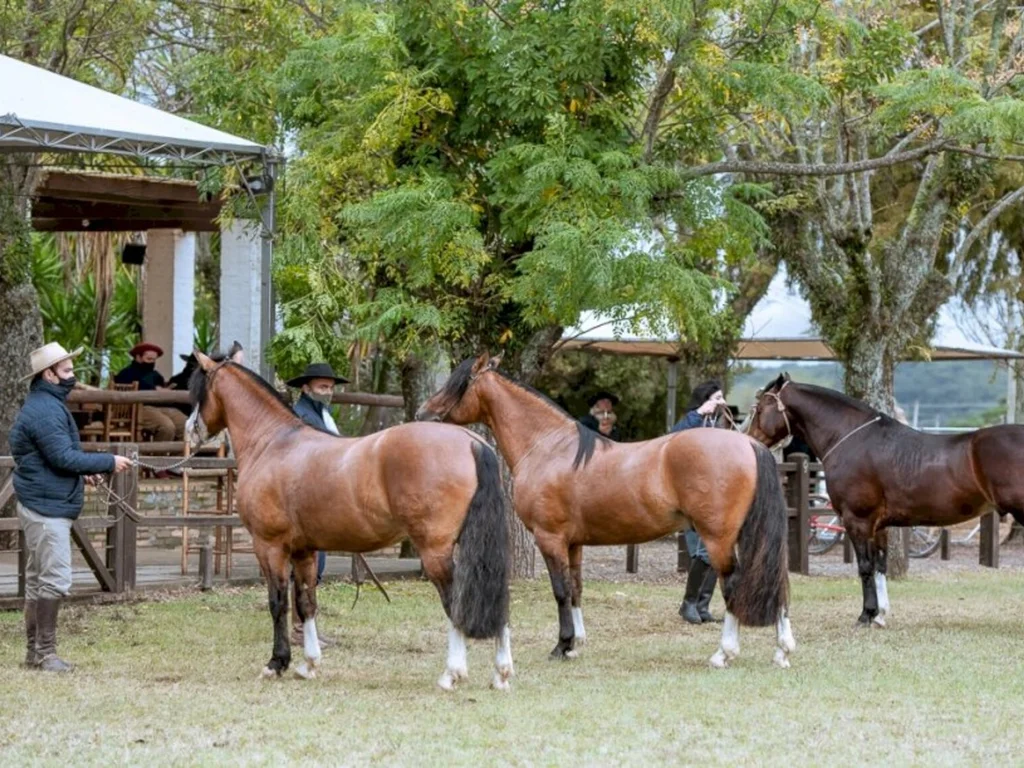 Bagé sedia Exposição Passaporte do Cavalo Crioulo