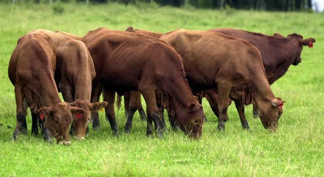 Embrapa participa de seminário internacional