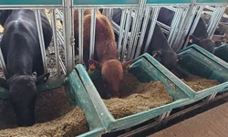 Mundial Braford terá julgamentos e palestras no Parque Assis Brasil