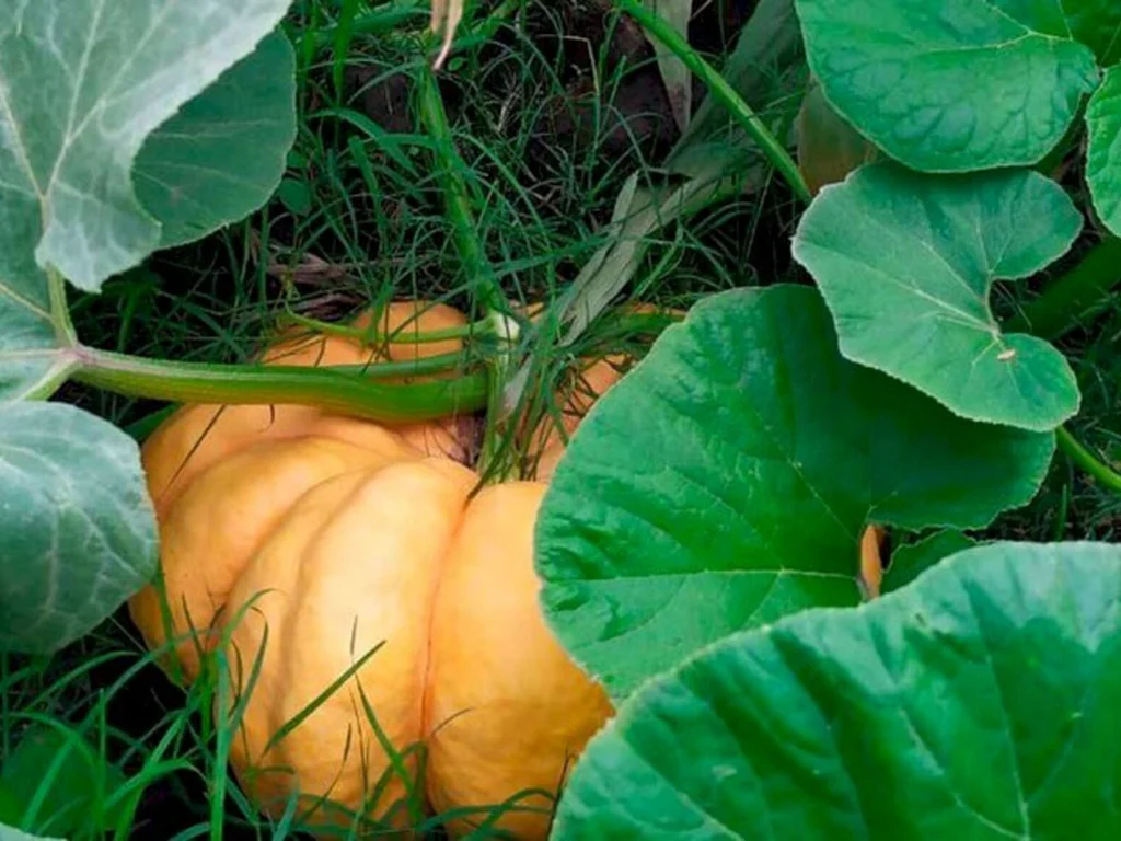 Cooperativa de assentados é referência em sementes orgânicas