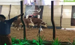 Temporada de leilões da raças Hereford e Braford  registra crescimento