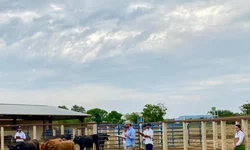 Amplia consumo de sêmen Angus produzido no país