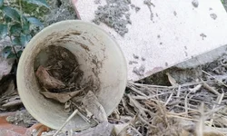 Unipampa divulga calendário de colações de grau 2025/1 e 2025/2