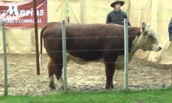 Temporada de leilões da raças Hereford e Braford  registra crescimento