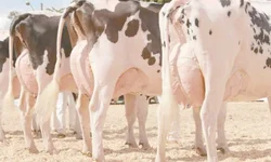 Filhote de dois dias é um dos primeiros a chegar no parque