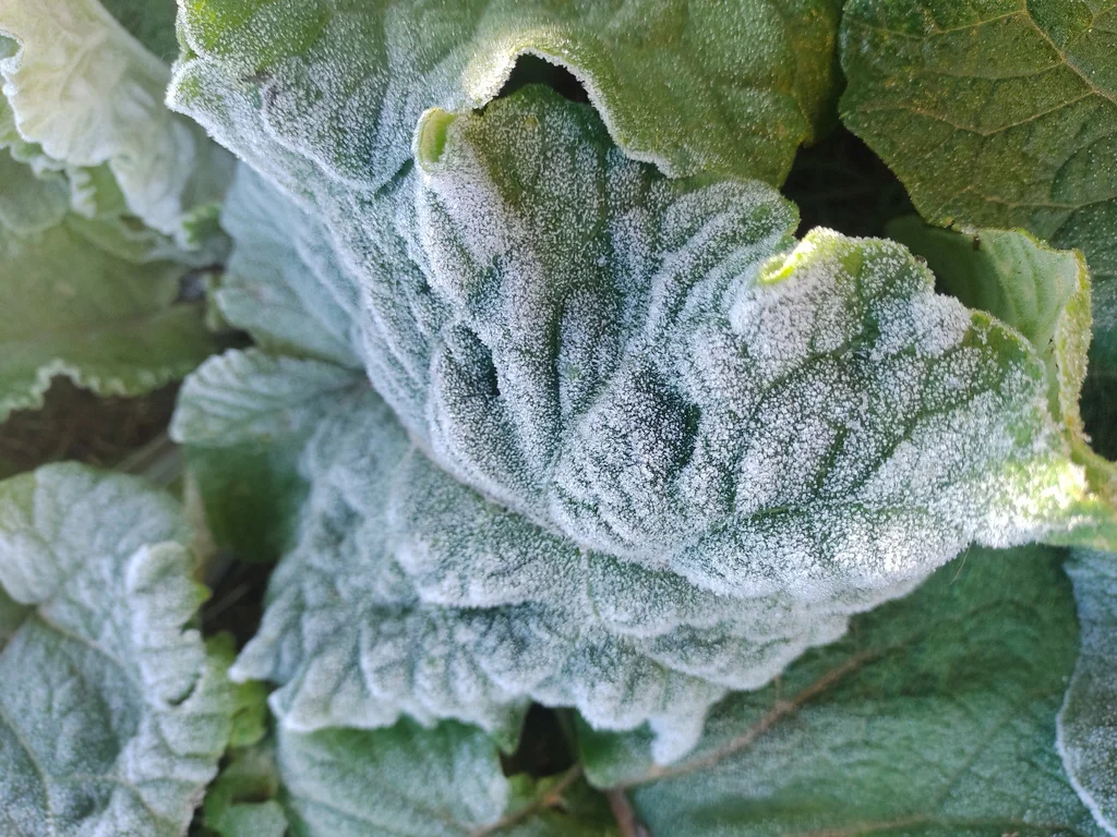 Massa que vem da Argentina trará geada para a região