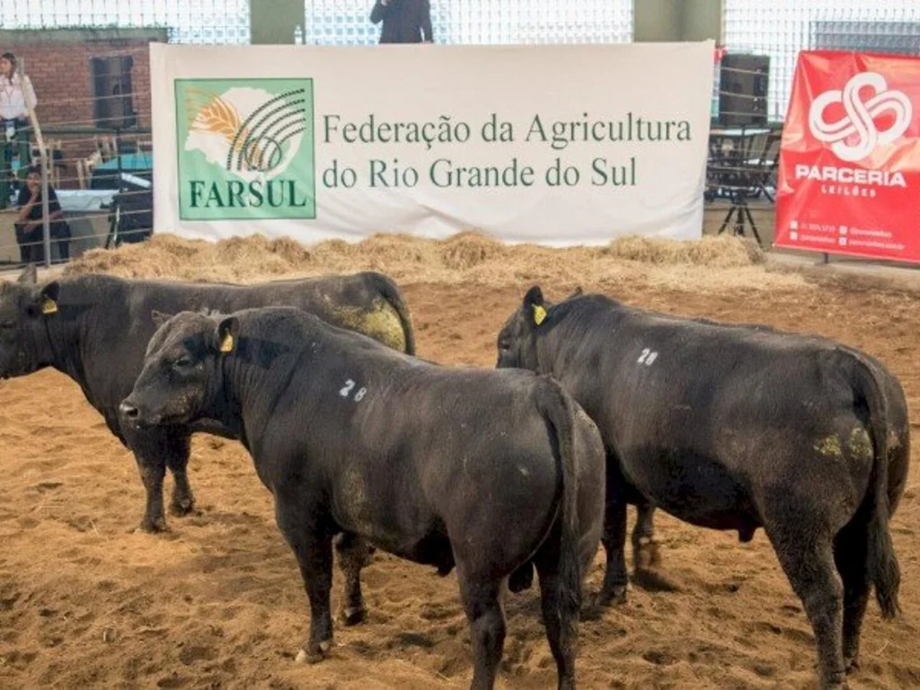 Mais de 100 animais Angus participam da Expointer
