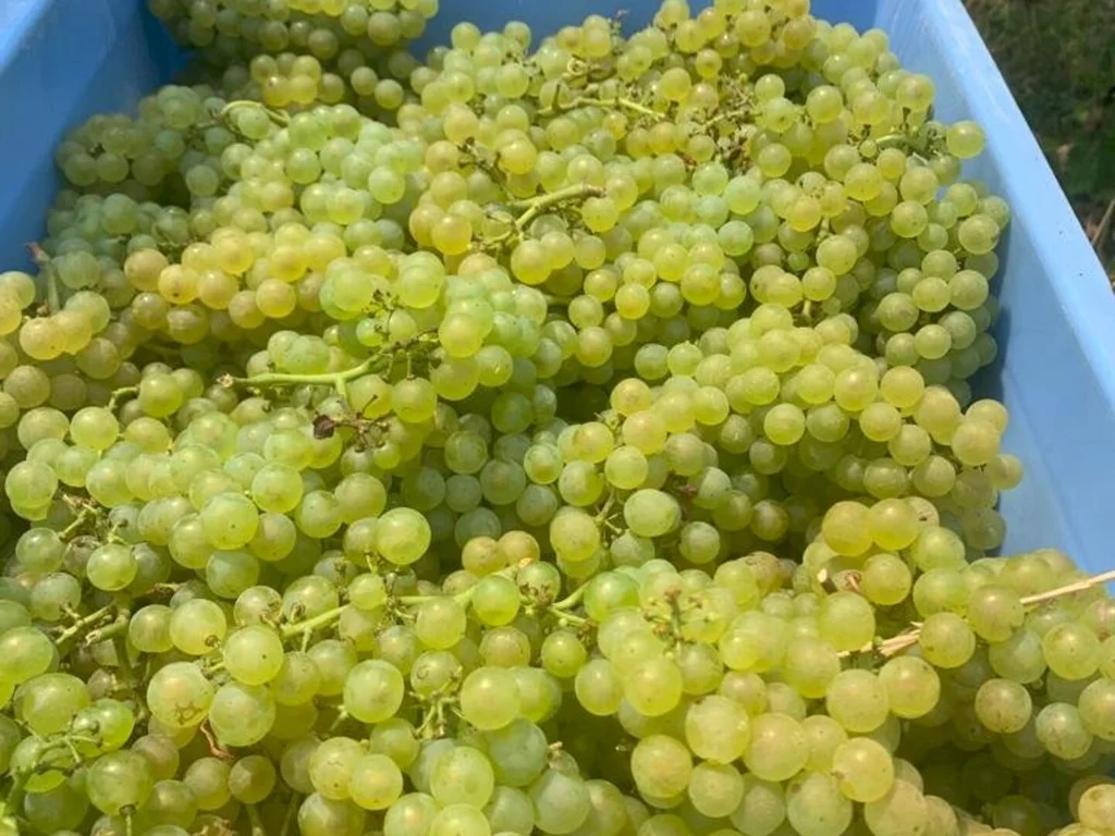 Produtores de uva estão otimistas com a safra