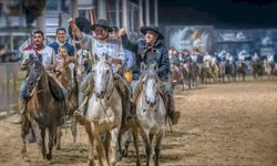 Morfologia do Cavalo Crioulo abre a temporada de finais