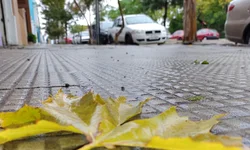 Prefeitura lança campanha para incentivar adoção responsável