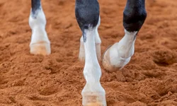 Égua de Aceguá é campeão do Bocal de Ouro