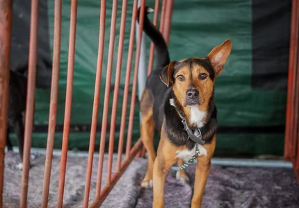 Estado promove encontro sobre bem-estar animal