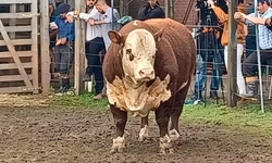 Unipampa homenageia “Quatro Troncos Missioneiros” Honoris Causa