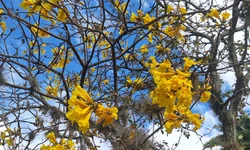 Vereadora propõe criar o “Mês do Gaúcho”