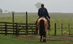 Corte de árvores em praça gera polêmica
