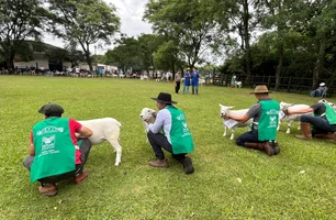 Ovinocultura gaúcha registra R$ 5 milhões em negócios