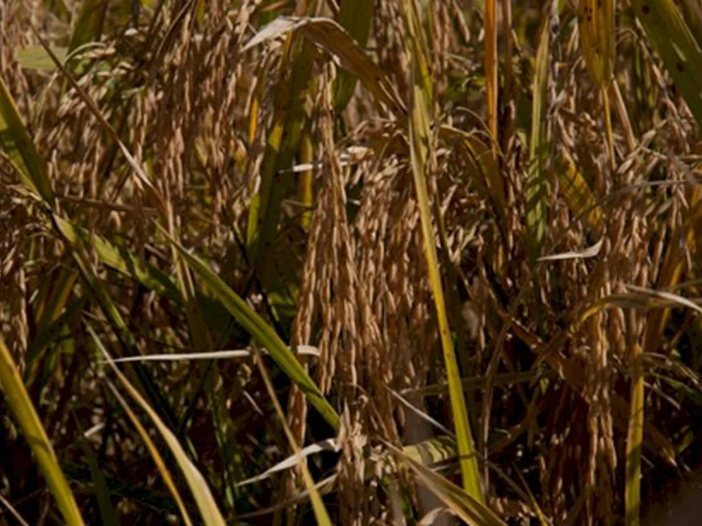 Levantamento da Farsul indica perdas no arroz