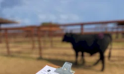 Mais de 1,7 mil animais foram comercializados em 2024