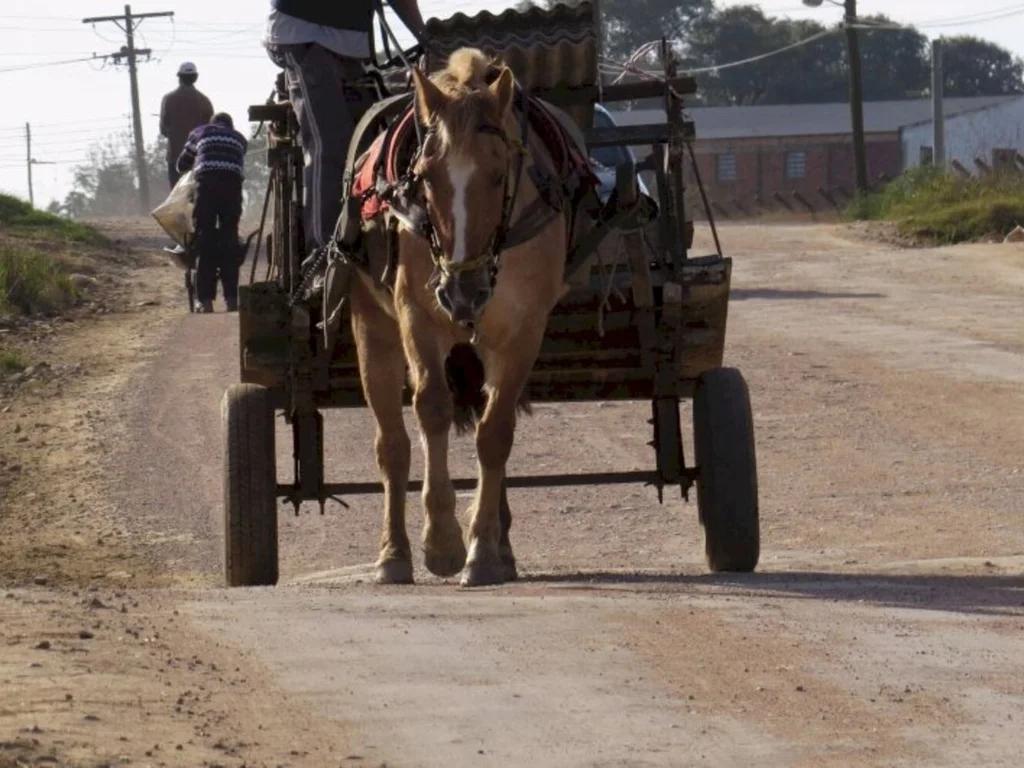 Vereadora quer extinguir o uso carroças na cidade