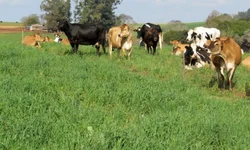 Assentamentos recebem recursos do Crédito Instalação