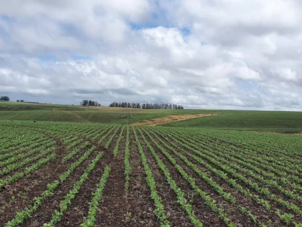 Estiagem prejudica produção na lavoura e no campo