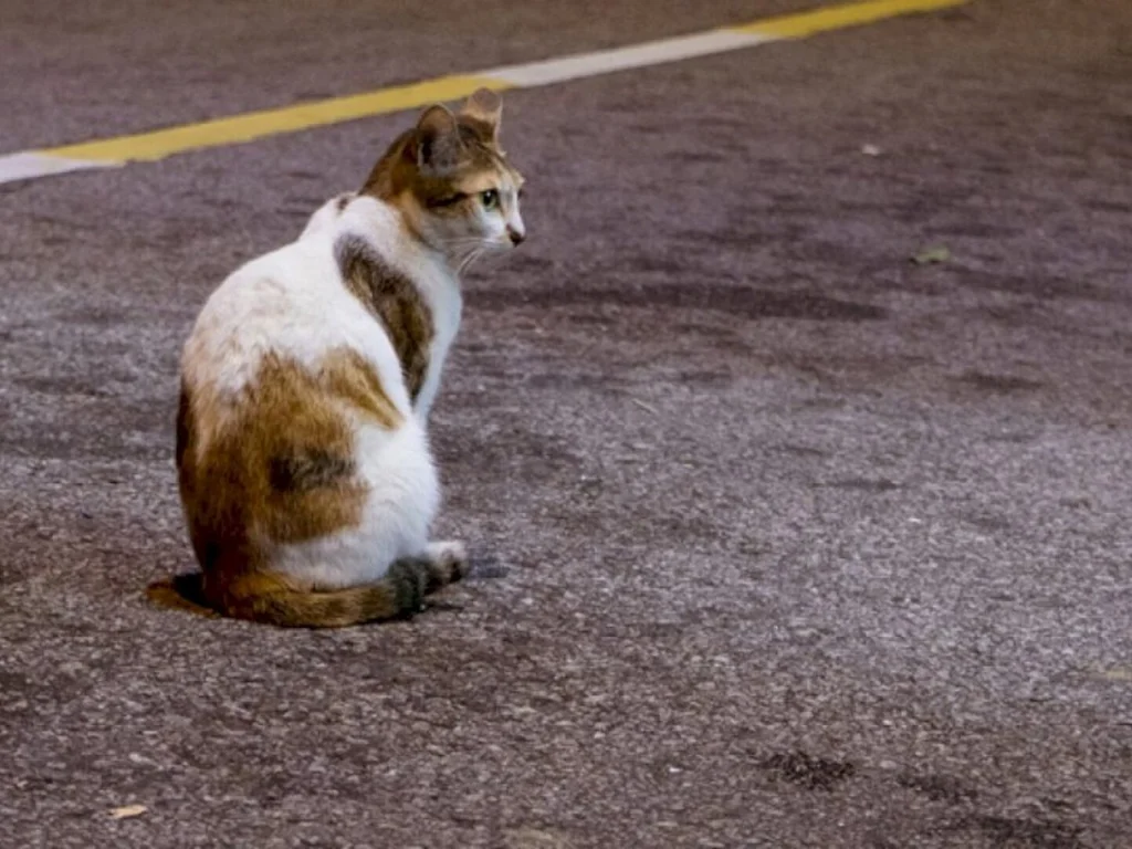 Cartório contabiliza 64 gatos desaparecidos