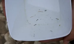 Cartórios gaúchos têm redução de óbitos em idosos