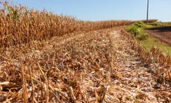 Quebra na lavoura do milho chega a 60% na região