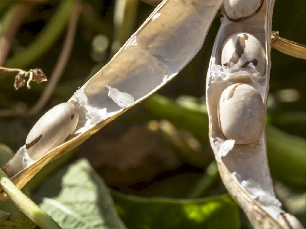 Mapa publica zoneamento agrícola do feijão