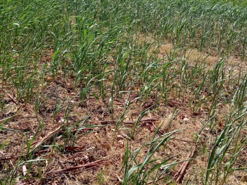 Lideranças afirmam que medidas para estiagem são insuficientes