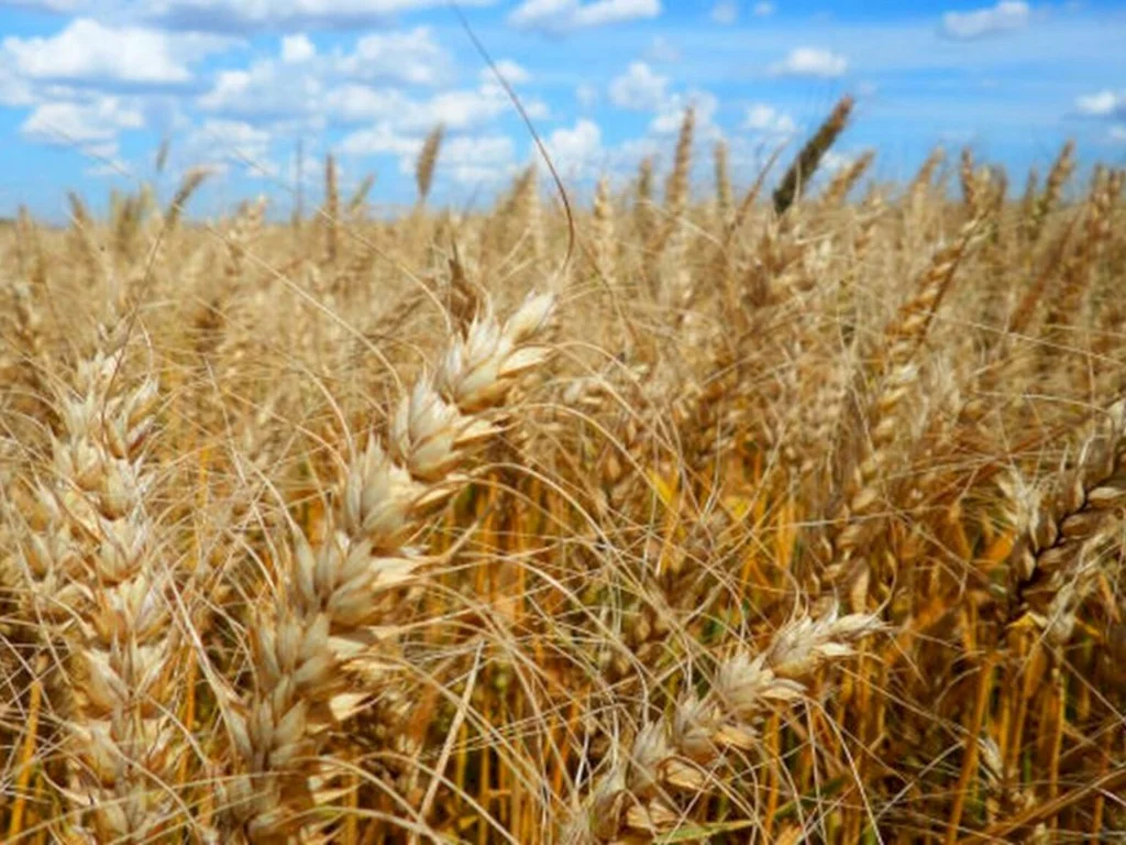 Região de Bagé irá expandir área de trigo