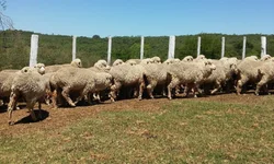 Dia da Lã tem debate sobre mercado e possibilidades