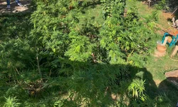 Delegado e advogado falam sobre descriminalização