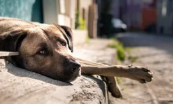 Secretário fala sobre novo residencial de Bagé