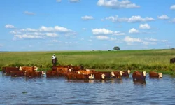 Rebanho sofre com perda de peso devido à estiagem
