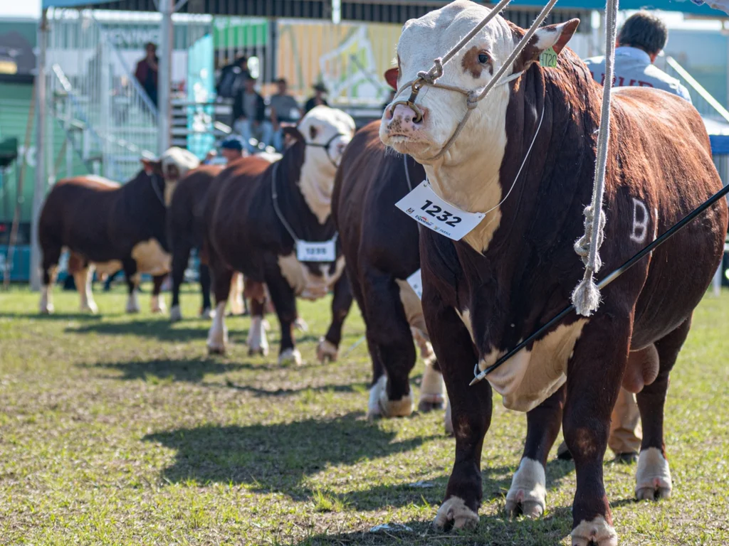 Mundial Hereford e Braford vai reunir 600 animais em Esteio