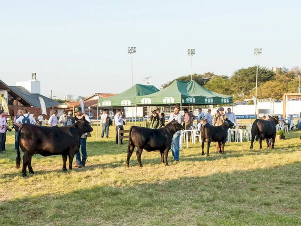 Angus lançará novos selos de seleção na Expointer 2022