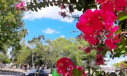 Alice deve estar viva será lançado em Bagé