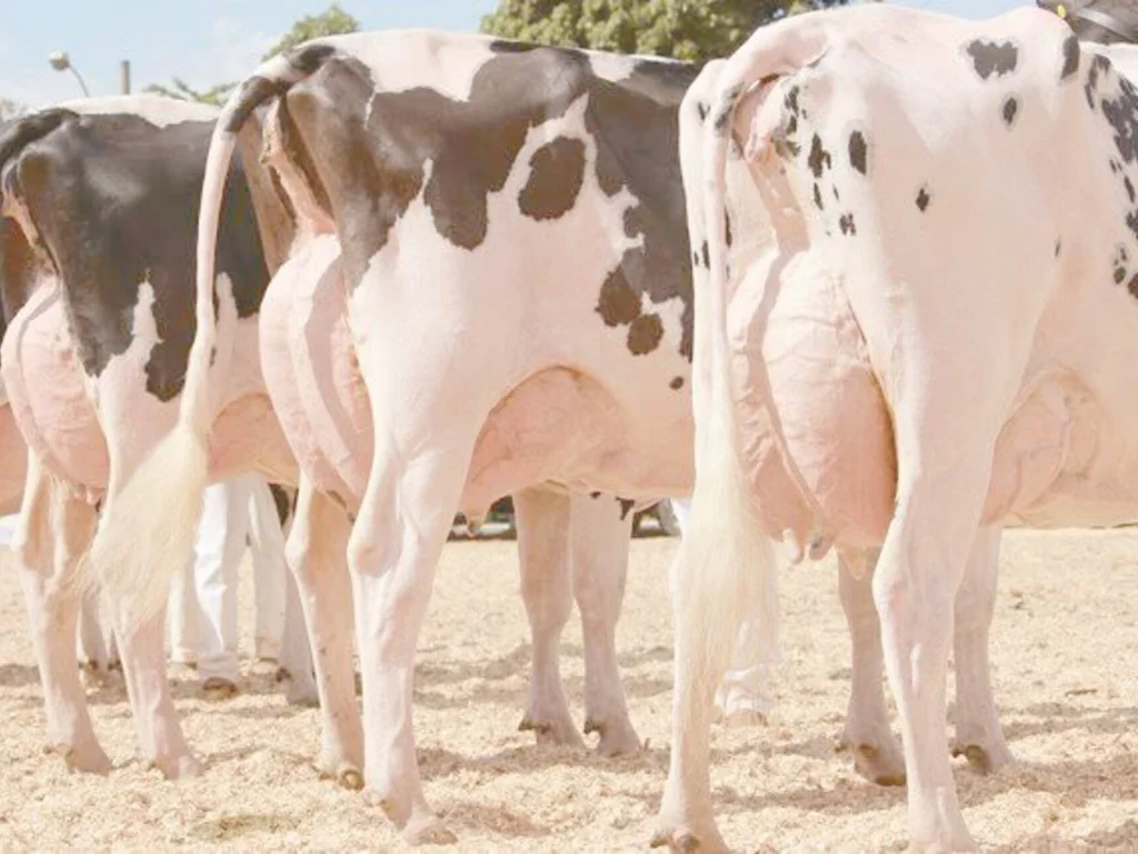 Gado Holandês contará com 140 exemplares na Expointer