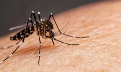 Estado já contabiliza 19 mortes por dengue