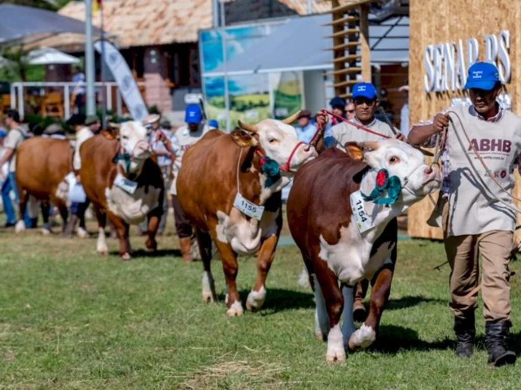 Raças Hereford e Braford estarão presentes na Expointer