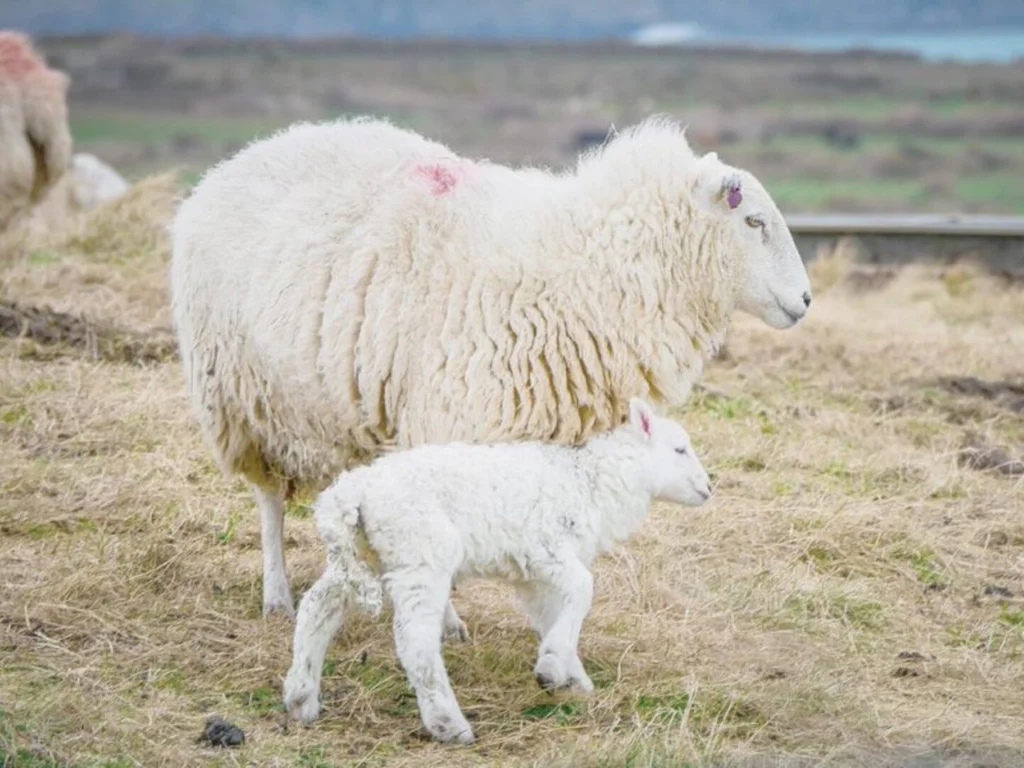Embrapa trabalha para potencializar produção de cordeiros