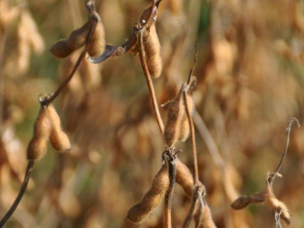 Controle da ferrugem asiática em debate hoje