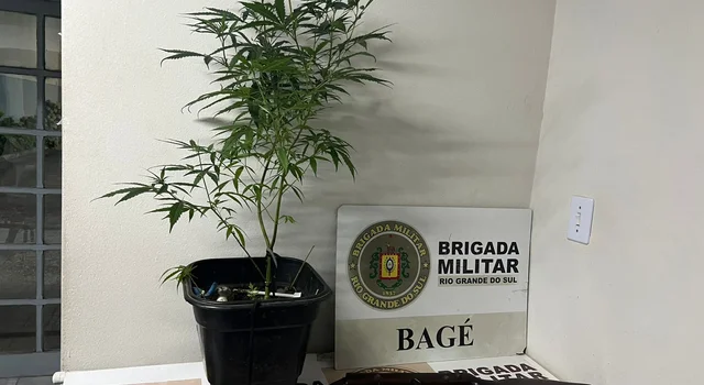 Homem é preso com pé de maconha e arma