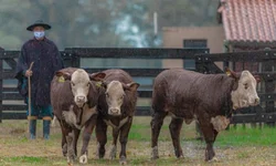 Abertas inscrições para fórum sobre Febre Aftosa